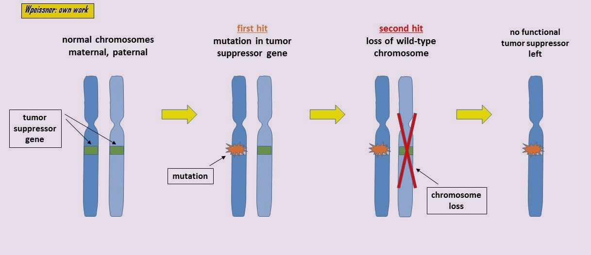 two hit hypothesis for hrd